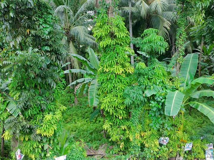 4 hectares Residential Farm For Sale in Santa Cruz Davao Del Sur