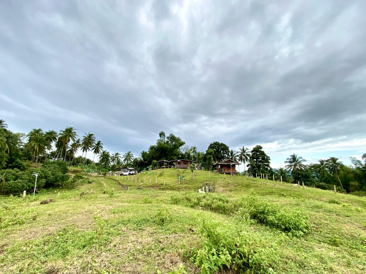 9-Hectare FARM LOT FOR SALE in Catmon, Cebu