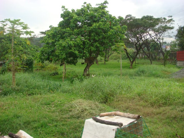 Sariaya Quezon Brgy. Guisguis Agricultural Land for Sale Lots, Lands