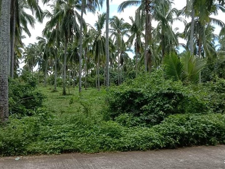 Cheap Land  Lot For Sale In Quezon Province!! Lots, Lands, And Farms In 