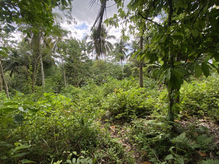 1 hectare Residential Farm For Sale in Samal Island Davao Del Norte