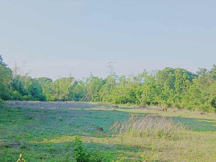 Titled 1.93 hectares Raw Land For Sale in Zamboanguita Negros Oriental