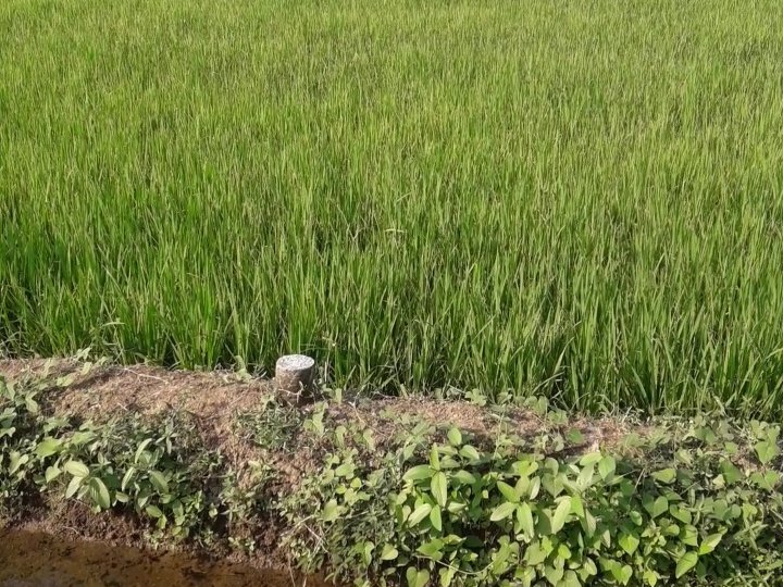 Rice Field For Sale!!!