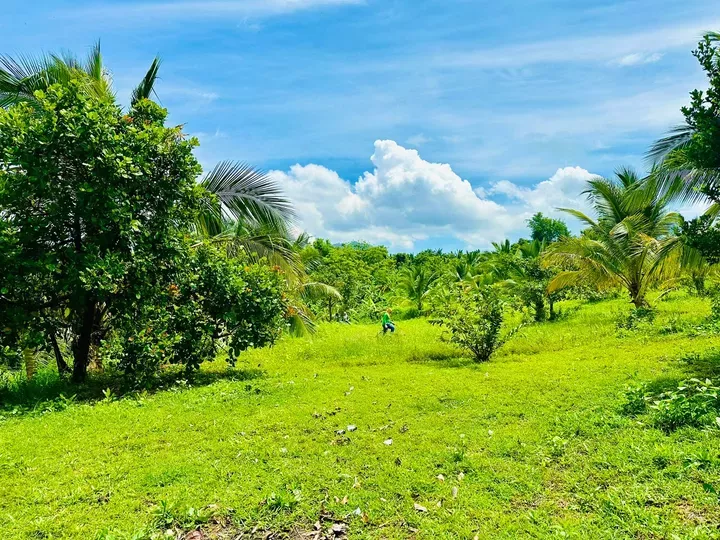 5.67 hectares Farm Lot For Sale in Orani Bataan [Lots 🚜] (July 2025) in