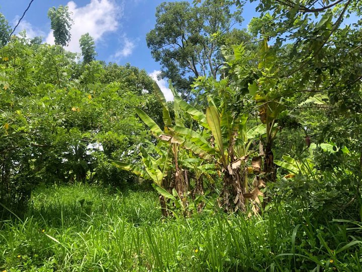 Titled 1.35 Hectares of Agricultural Lot for Sale in Alfonso, Cavite