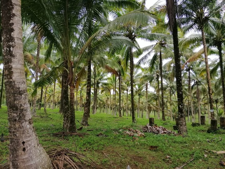 10.7 hectares Farm For Sale in Aloran Misamis Occidental