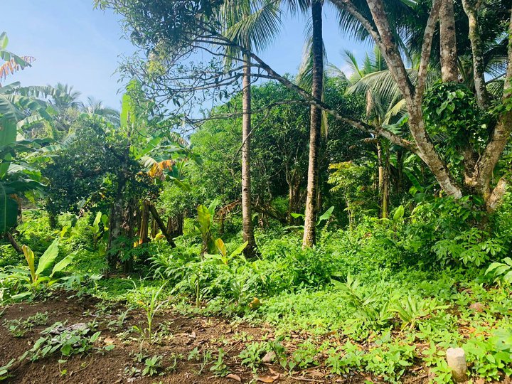 Farm for Sale in Amadeo Cavite [Lot 🚜] (December 2022) in Amadeo