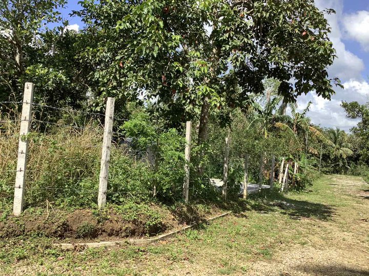 Farm lot in Cavite for Sale -Tagaytay weather