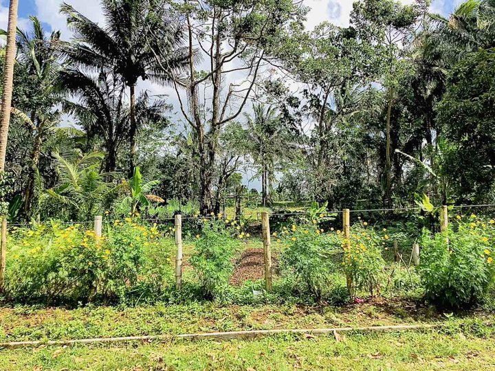 Farm lot with many fruit bearing trees in Cavite near Sonya's Garden