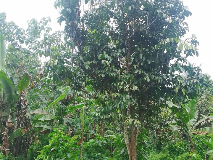 2 hectares Farm Lot For Sale in Gloria Oriental Mindoro