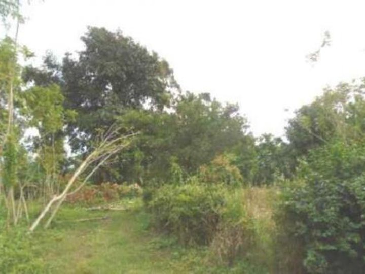 Foreclosed 5,265 sqm Residential Lot For Sale in Lipa Batangas