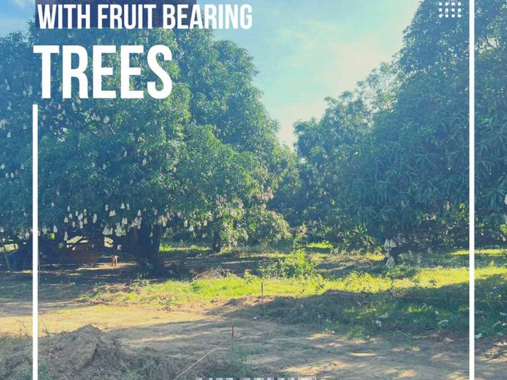 200 to 300sqm Fruit Bearing Farm Lot for sale in Indang Cavite