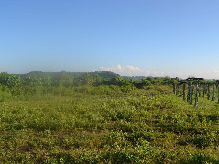 Farm Land in Bolinao For Sale [Lot 🚜] (August 2021) in Bolinao, Pangasinan for sale