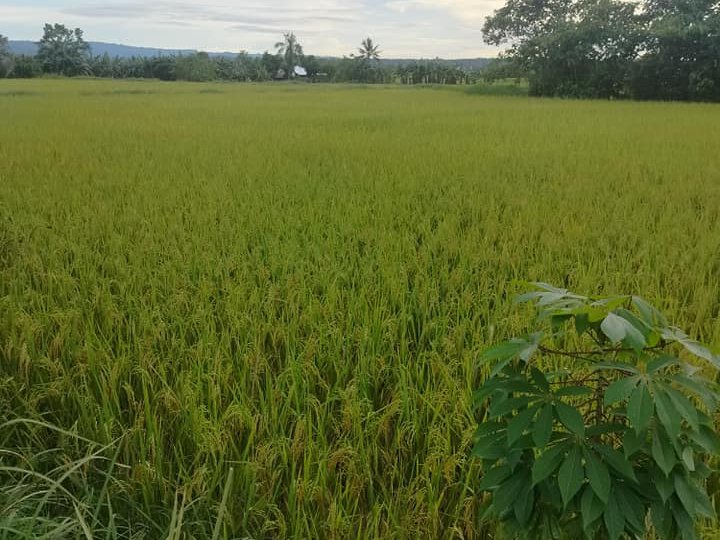 2.6 hectares Residential Lot For Sale in Ubay Bohol