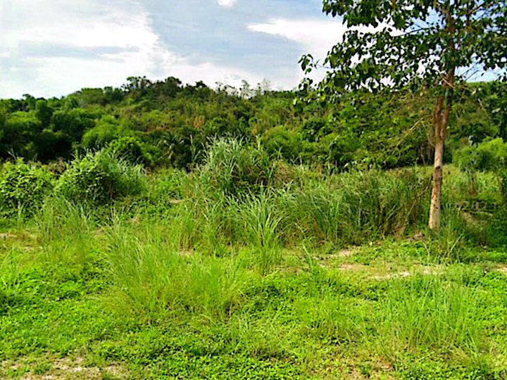 Hills for sale 91.7 hectares in Mawacat, Floridablanca Pampanga