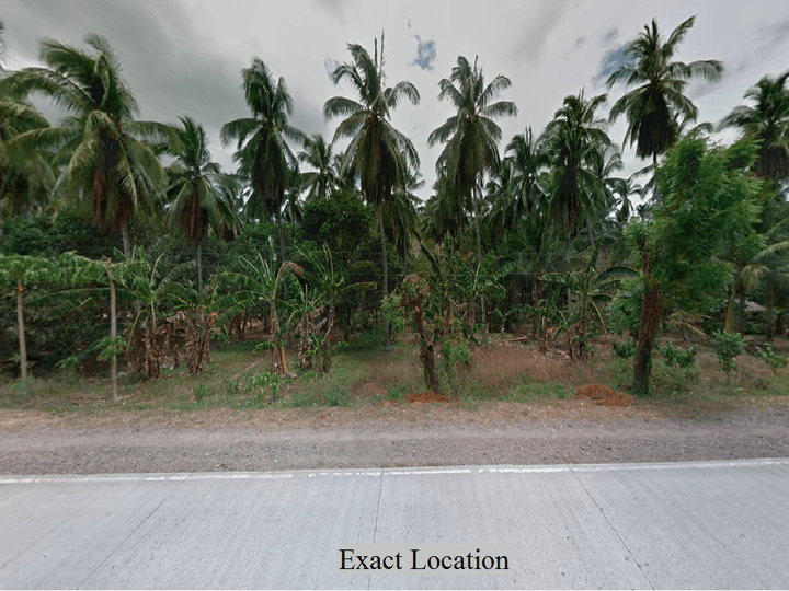Generating Income different crops, beside highway road