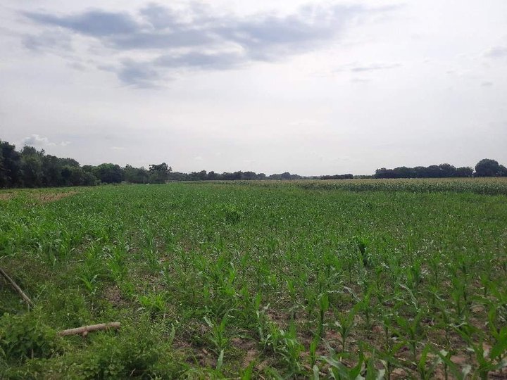 Farm Lot For Sale Best for Vegetable Fruits and High Value Crops