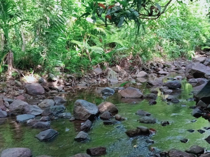 1.6 hectares farm lot for sale with sapa in Palale Tayabas