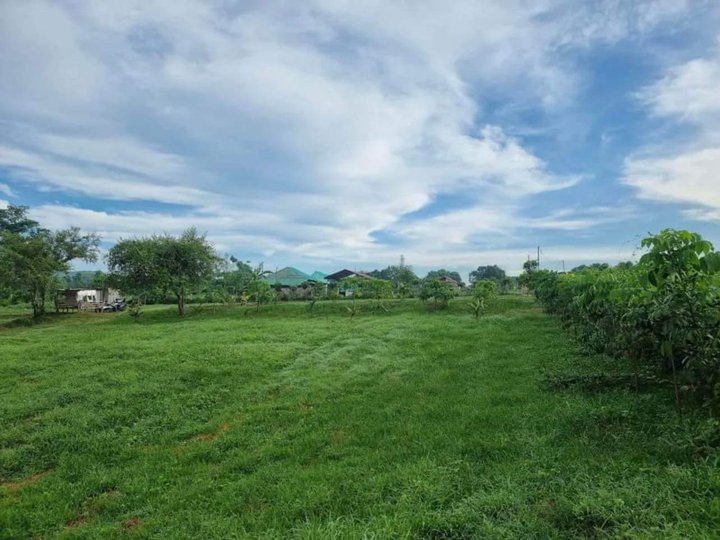 1 Hectare Farm Lot for sale