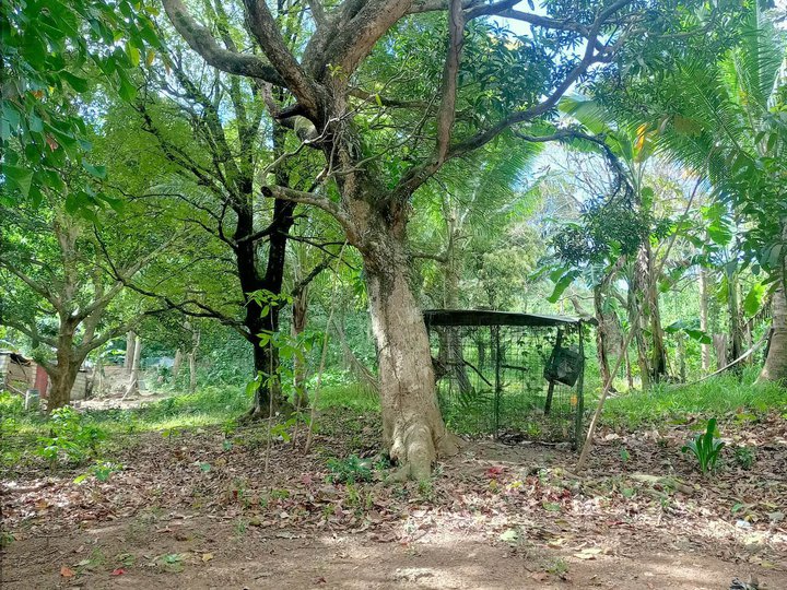 18882 sqm Agricultural Farm For Sale in Tanay Rizal [Lot 🚜] (February