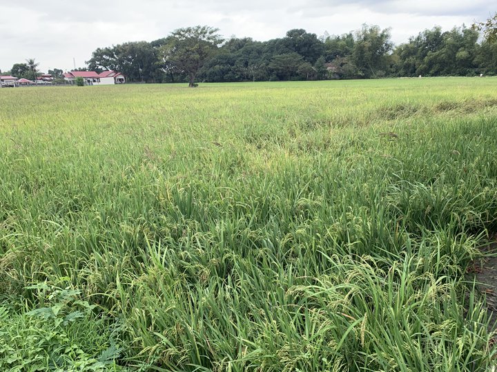 Farm lot 7,671 square meters for sale in Pulilan, Bulacan