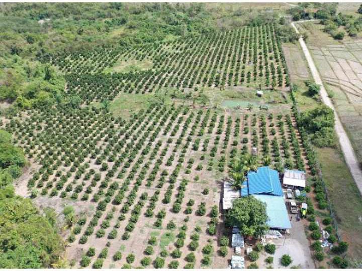 4.04 hectares Agricultural Farm For Sale in Camiling Tarlac