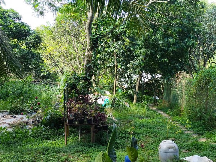 3.3 hectares farm lot with organic type piggery & 100 mango trees 22m