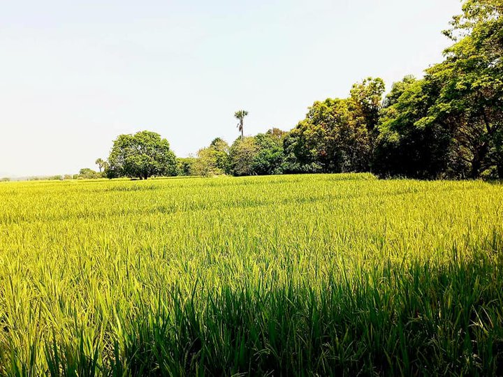 Rice field , Corns