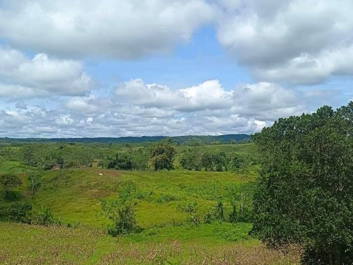 5 Hectares Of Land With Amazing View For Sale Lot March 2023 In 