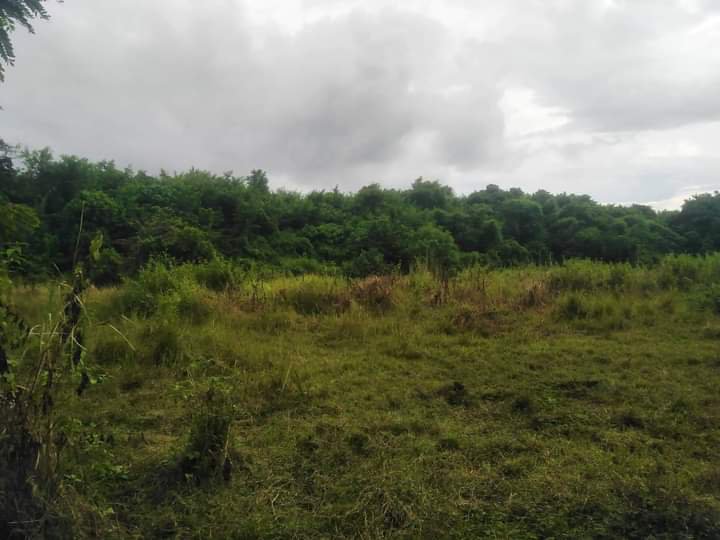 100-000-sqm-agricultural-farm-land-for-sale-in-mabini-pangasinan-lot