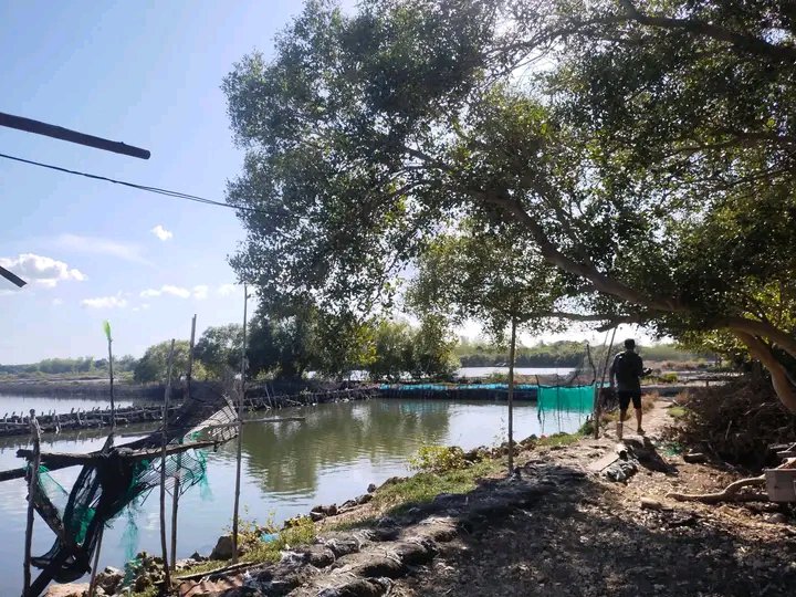 fish-pond-for-sale-lot-october-2023-in-anda-pangasinan-for-sale