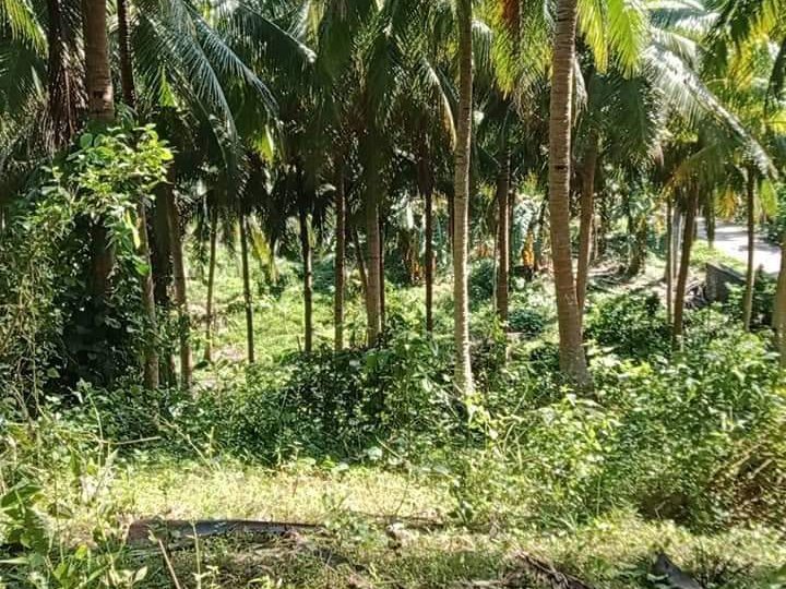 14000 sqm Agricultural Farm For Sale in Unisan Quezon