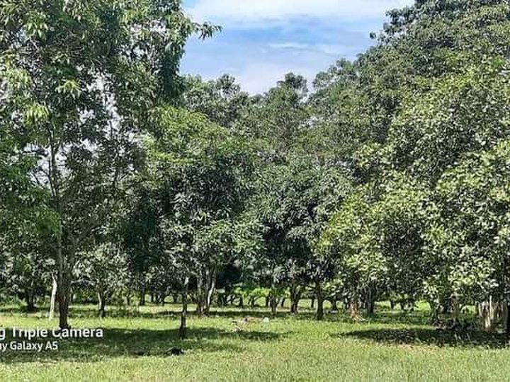 20000 sqm Agricultural Farm For Sale in El Salvador Misamis Oriental
