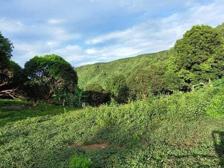 Residential Farm Lot 100sqm 2,600 only free transfer of title & muhon
