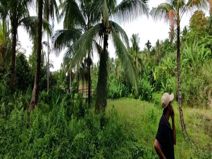 57000 sqm Agricultural Farm For Sale in Kananga Leyte [Lot 🚜] (July