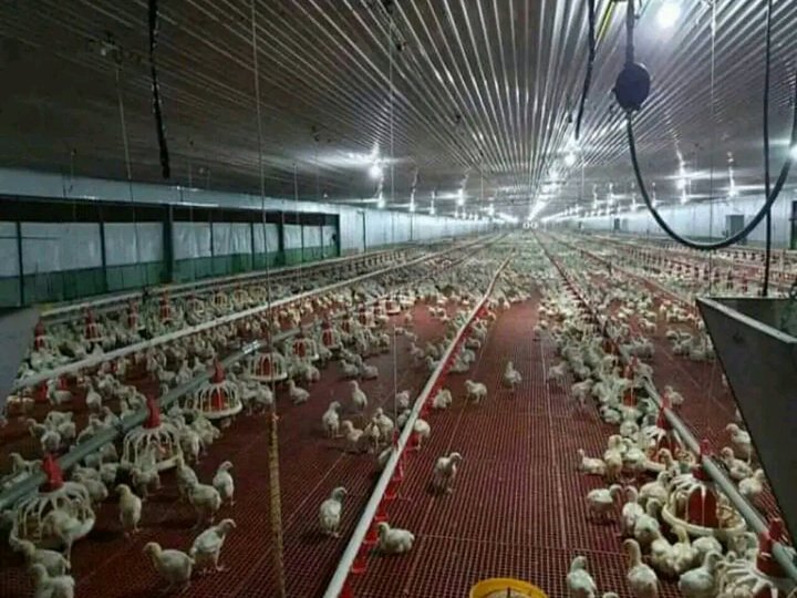Tunnel ventilated poultry farm property
