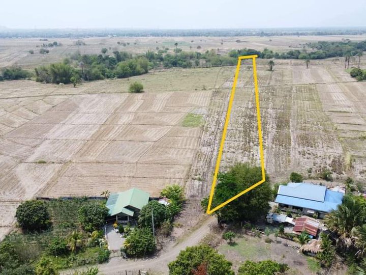 10034 sqm Agricultural Farm For Sale in Munoz Nueva Ecija [Lot 🚜