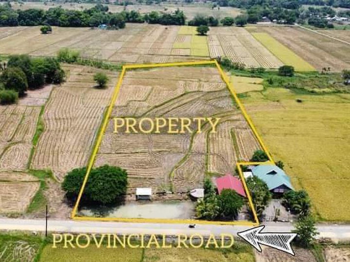 13000 sqm Residential Farm For Sale in Munoz Nueva Ecija [Lot 🚜] (July