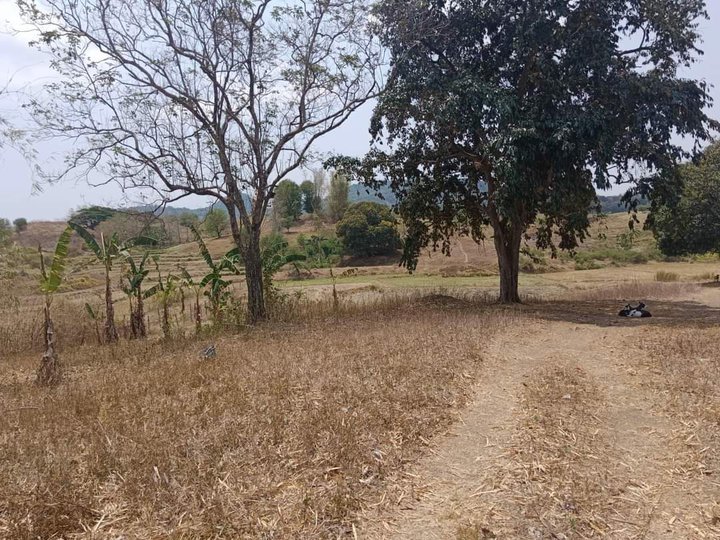 22000 sqm Agricultural Farm For Sale in Umingan Pangasinan