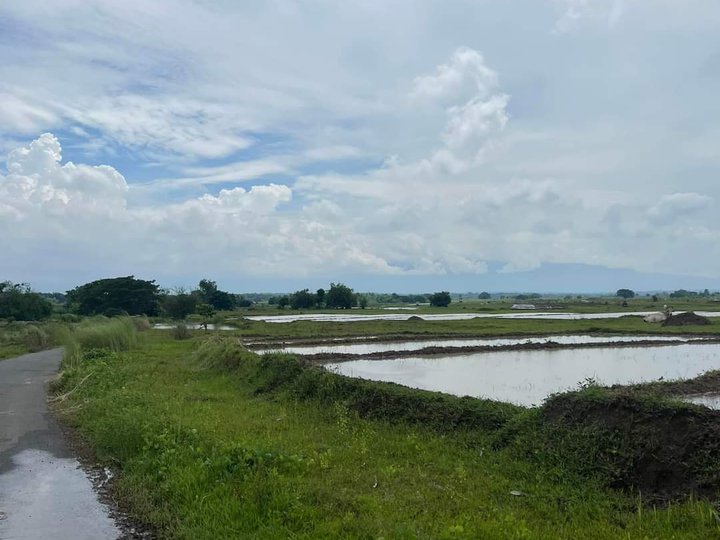 1.5 hectares Agricultural Farm For Sale in Balungao Pangasinan