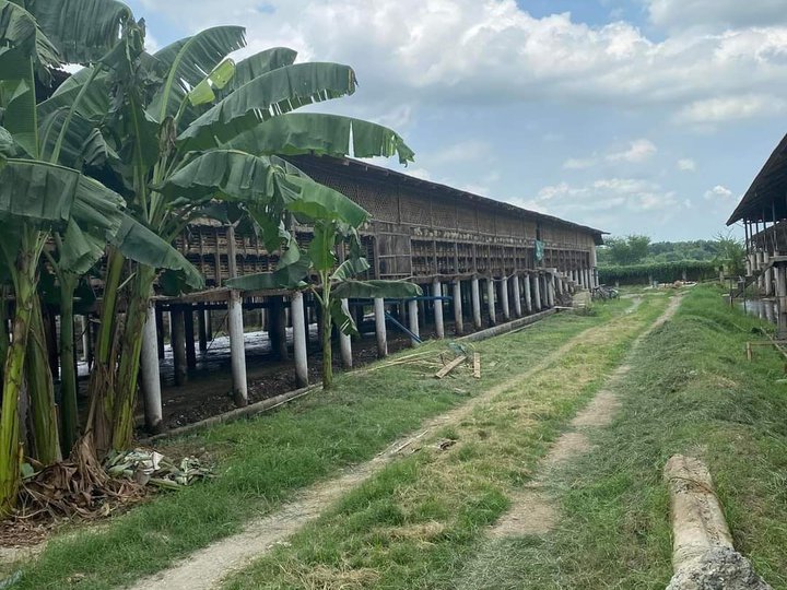 1.8 hectares Layering Farm For Sale in Arayat Pampanga