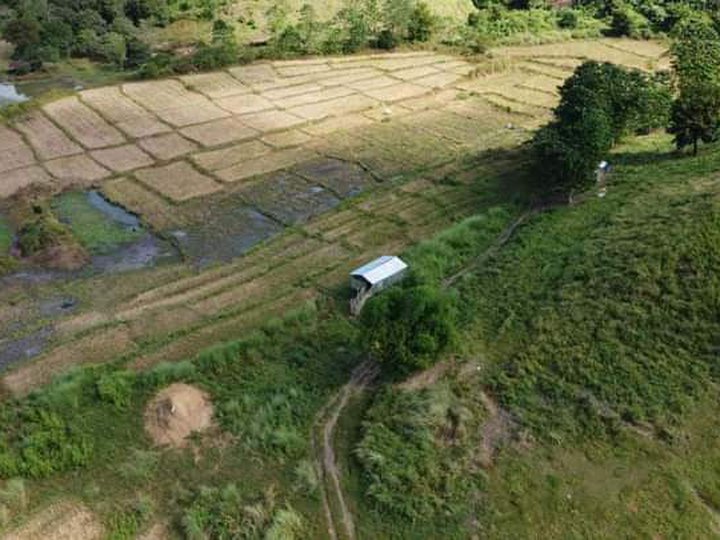 14.7 hectares Agricultural Farm For Sale in Umingan Pangasinan
