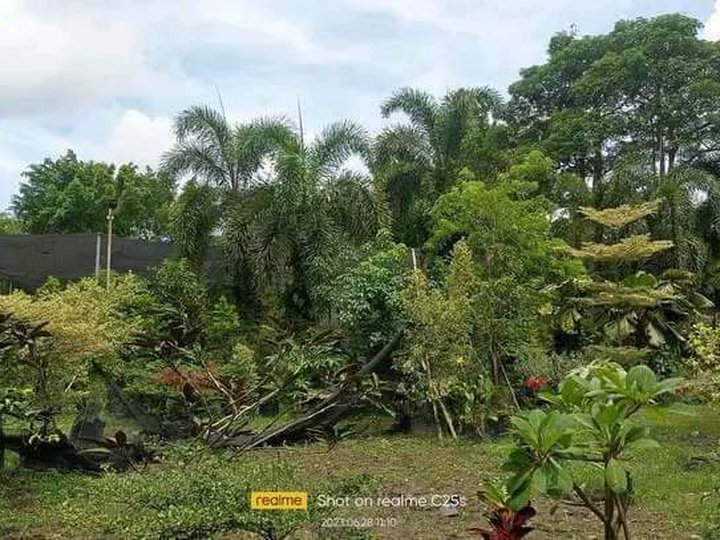 3.2 hectares farm lot for sale in Calauan Laguna