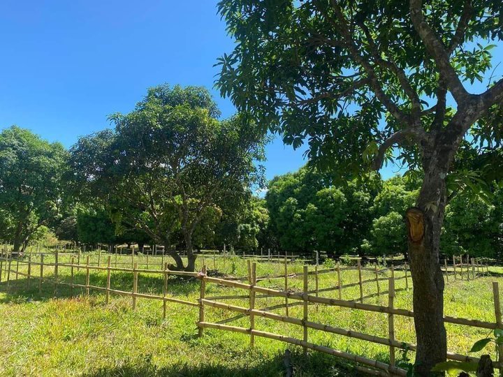 Residential Farm with Mango Trees