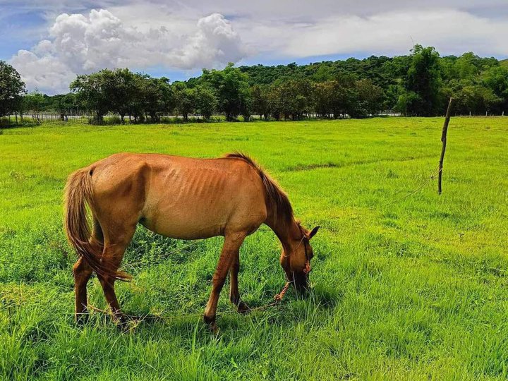 Rancho Farm in Tanay Rizal