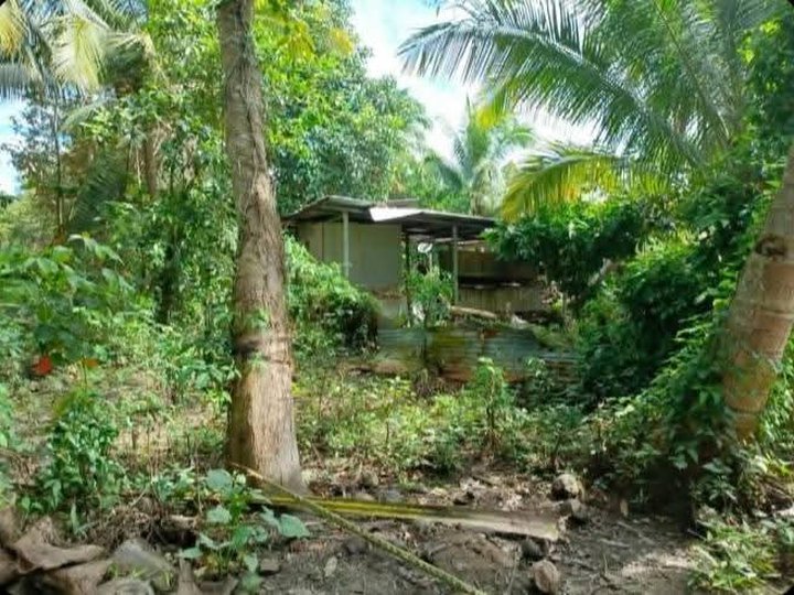 244 sqm Residential Farm For Sale in New Corella Davao Del Norte