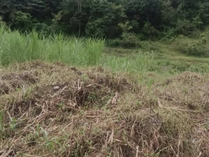 43 hectares Residential Lot for sale in Balamban South Cebu