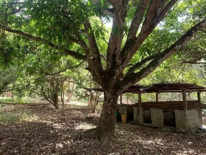 4.8 Hectares Farm Lot For Sale in New Corella Davao Del Norte