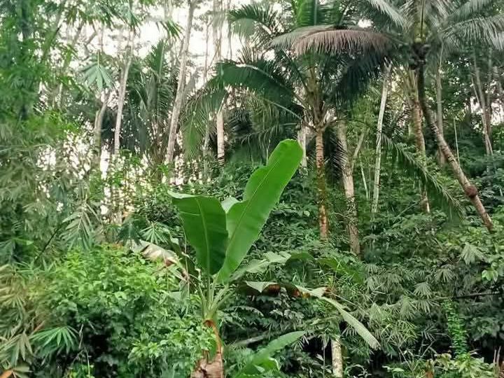 9 hectares Farm Lot For Sale in Montevista Davao De Oro Compostela Valley