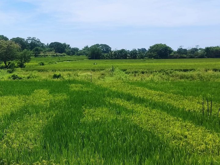 Commerical/Residential Lot FOR SALE along diversion road, Candon City, Ilocos Sur